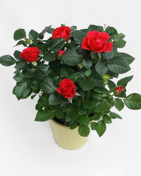 Cserepes rózsa — kinti/benti szobanövény